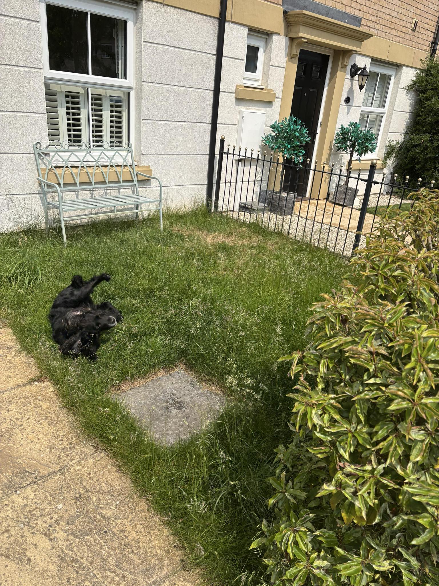 Before hedge sharpening & lawn refresh - garden transformation