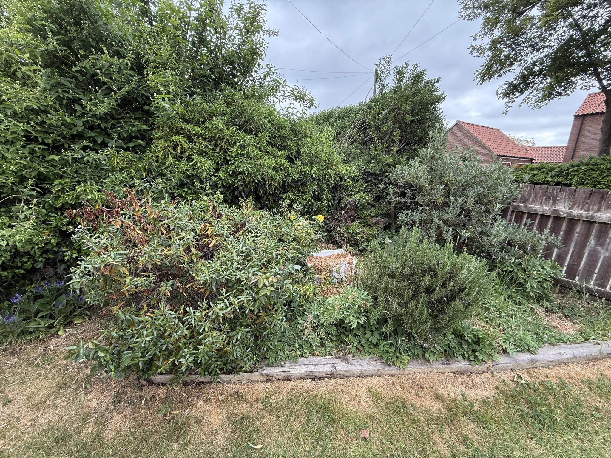 Before weed clearance & wood revival - garden transformation